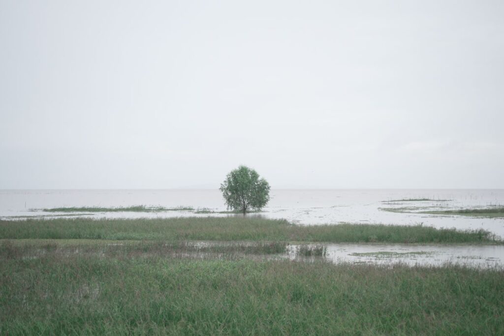 Zone humide de bord de fleuve